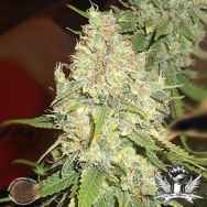 Emerald Triangle Seeds Black Berry OG